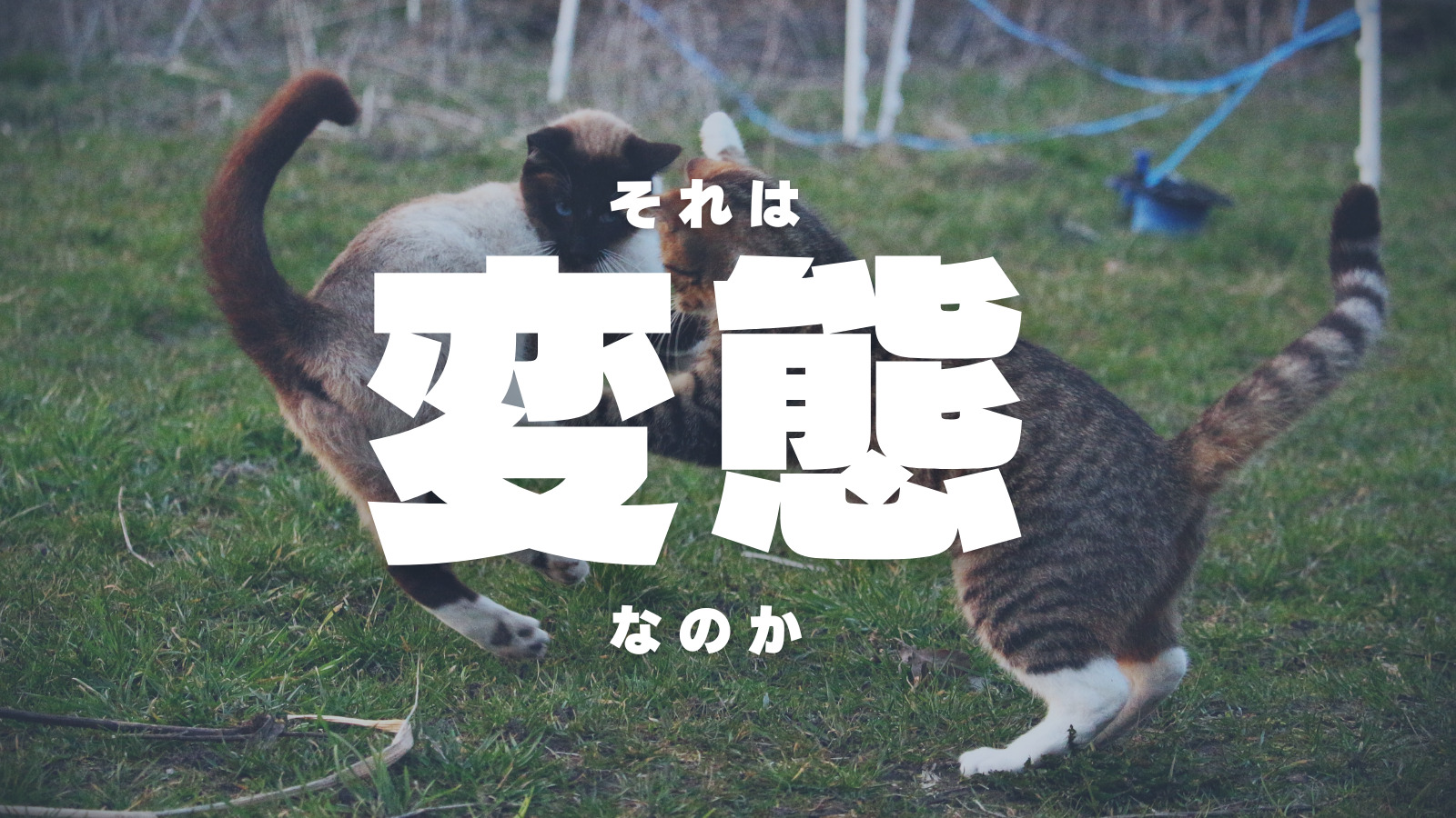キャットファイト